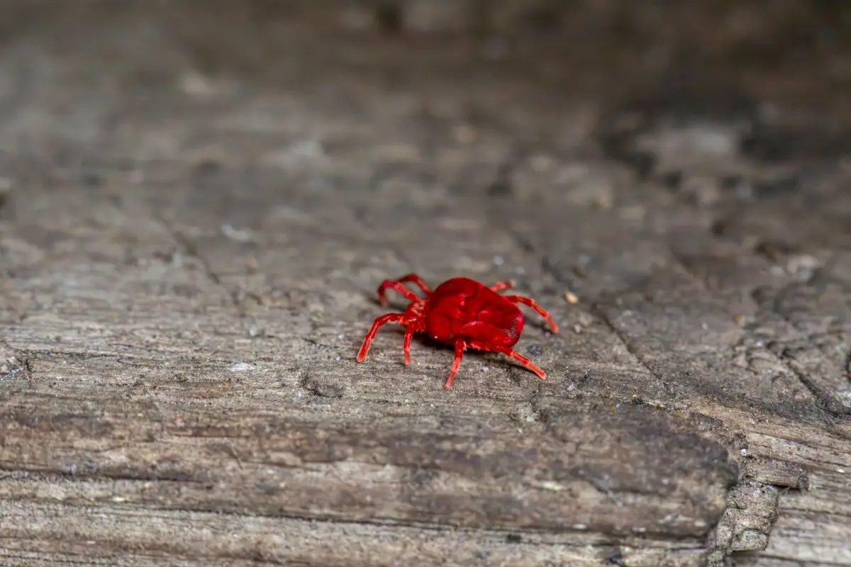 Addio acari in casa: ecco cosa devi fare Addio acari in casa: ecco cosa devi fare