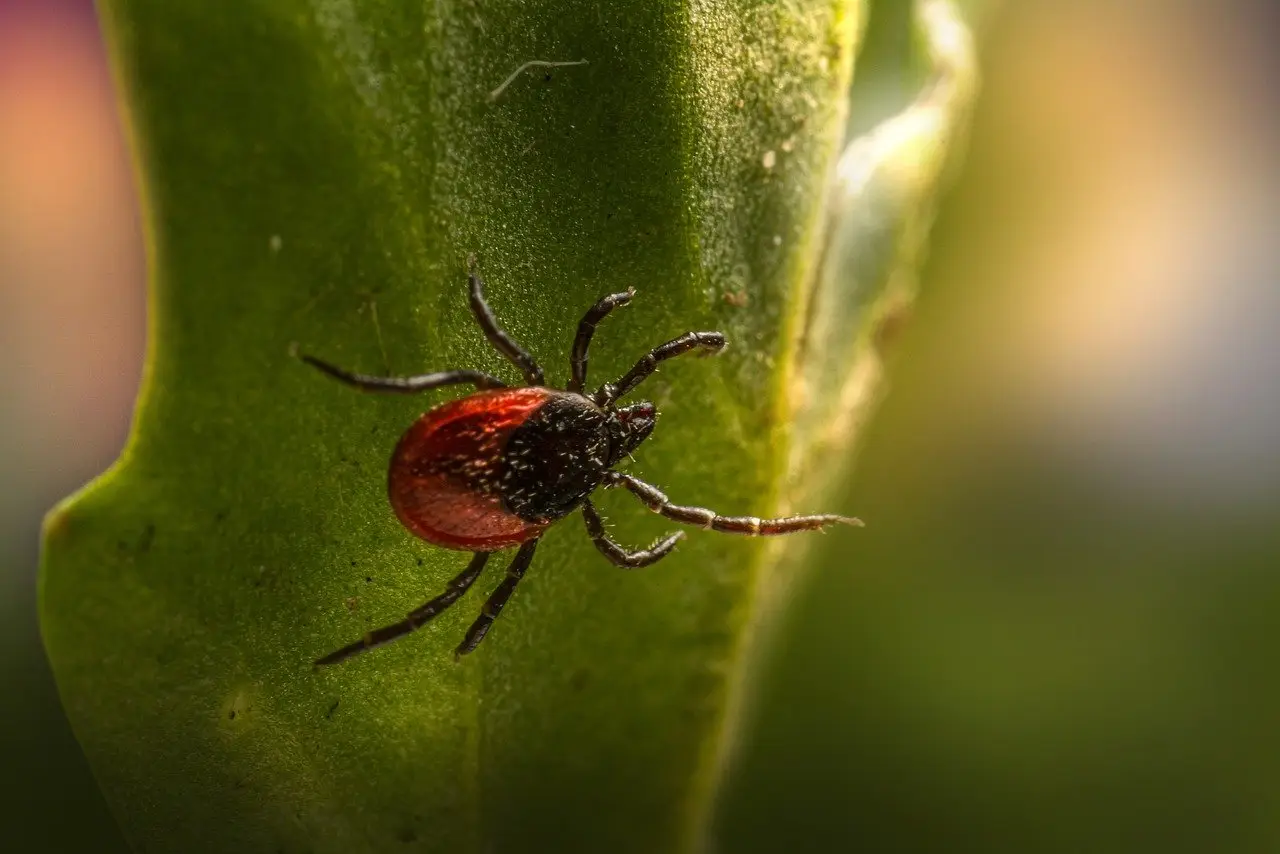 Addio acari in casa: ecco cosa devi fare Addio acari in casa: ecco cosa devi fare