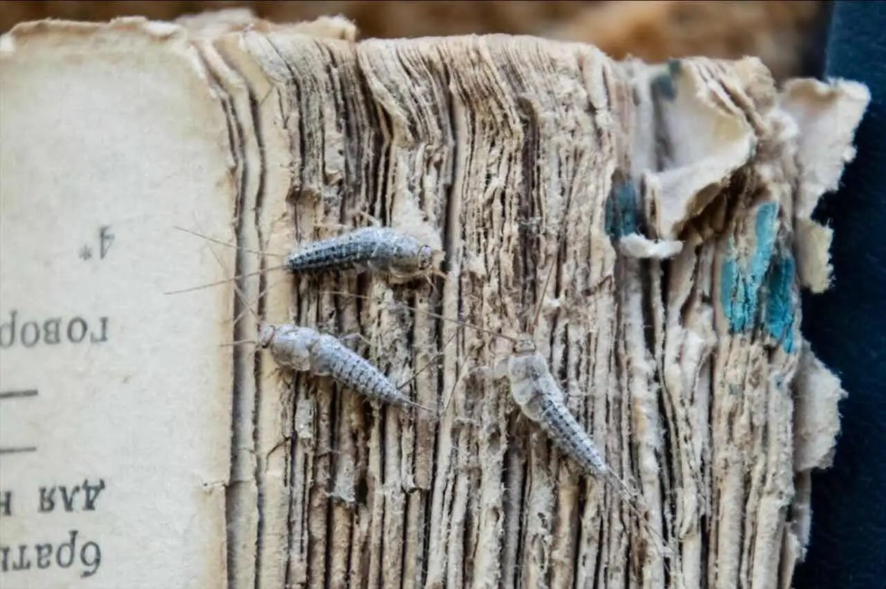 Attenzione ai pesciolini d’argento: se li trovi in casa significa che… Attenzione ai pesciolini d’argento: se li trovi in casa significa che…