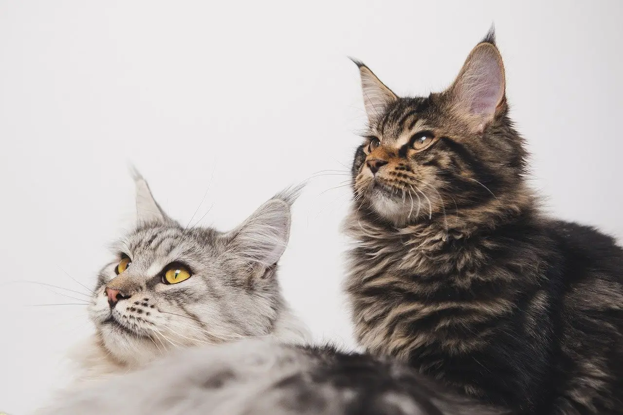 Il metodo efficace per eliminare i peli di animale dai tessuti: la soluzione raccomandata dagli allergologi Il metodo efficace per eliminare i peli di animale dai tessuti: la soluzione raccomandata dagli allergologi