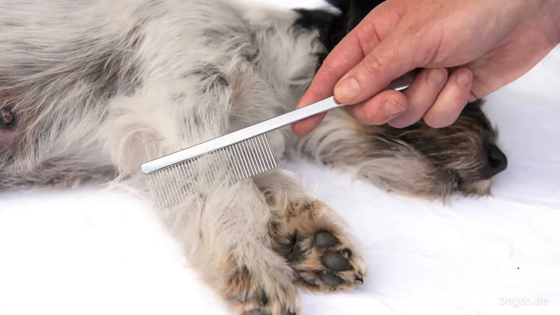 Il metodo efficace per eliminare i peli di animale dai tessuti: la soluzione raccomandata dagli allergologi Il metodo efficace per eliminare i peli di animale dai tessuti: la soluzione raccomandata dagli allergologi