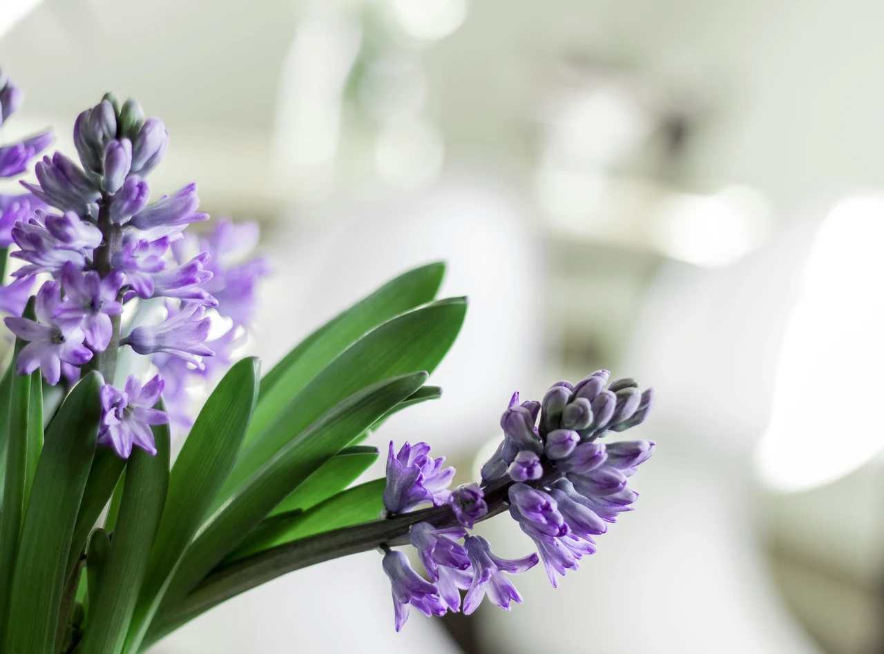 Come profumare la casa con ingredienti naturali: i 3 rimedi più usati in estate Come profumare la casa con ingredienti naturali: i 3 rimedi più usati in estate