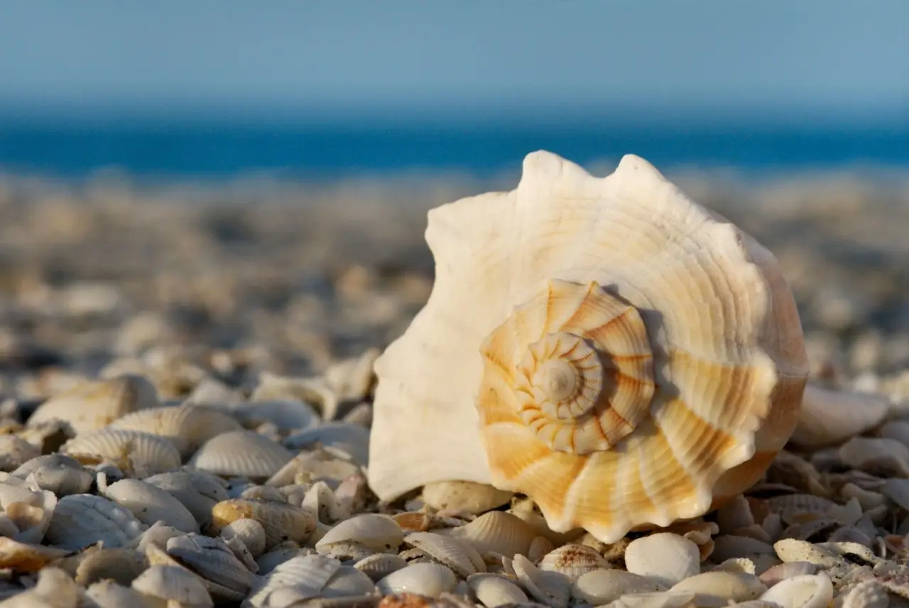 Hai conchiglie in casa? Ecco quanto valgono davvero Hai conchiglie in casa? Ecco quanto valgono davvero