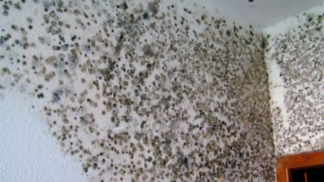 Non conservare questi oggetti in cantina durante l’estate: rischi gravi Non conservare questi oggetti in cantina durante l’estate: rischi gravi