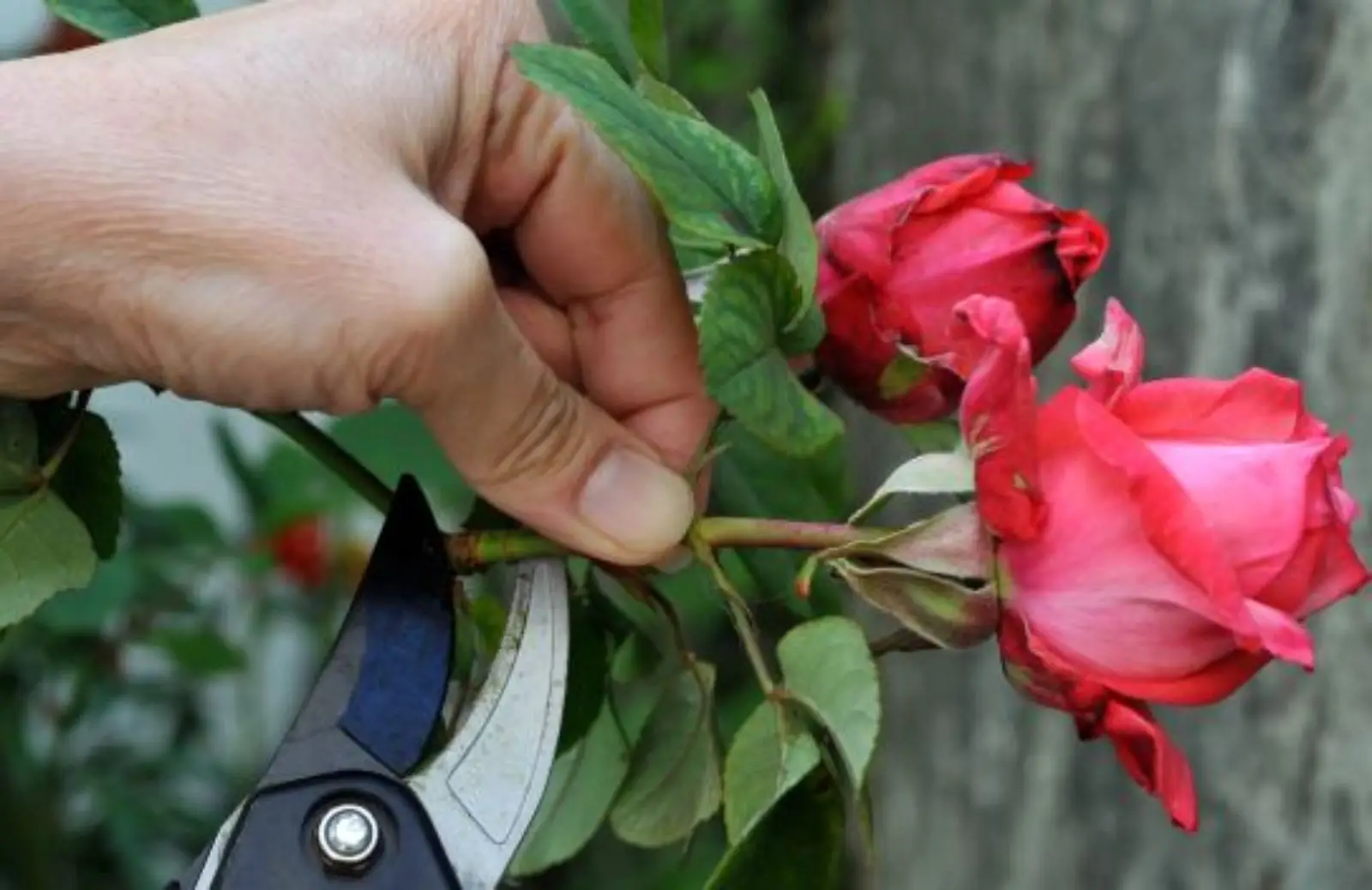 Come mantenere i fiori recisi freschi più a lungo in estate: il metodo del fiorista per giugno Come mantenere i fiori recisi freschi più a lungo in estate: il metodo del fiorista per giugno