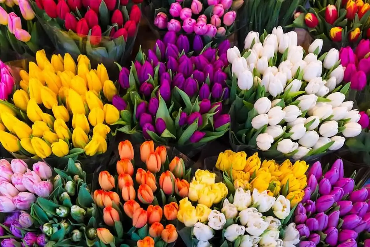 Come mantenere i fiori recisi freschi più a lungo in estate: il metodo del fiorista per giugno Come mantenere i fiori recisi freschi più a lungo in estate: il metodo del fiorista per giugno