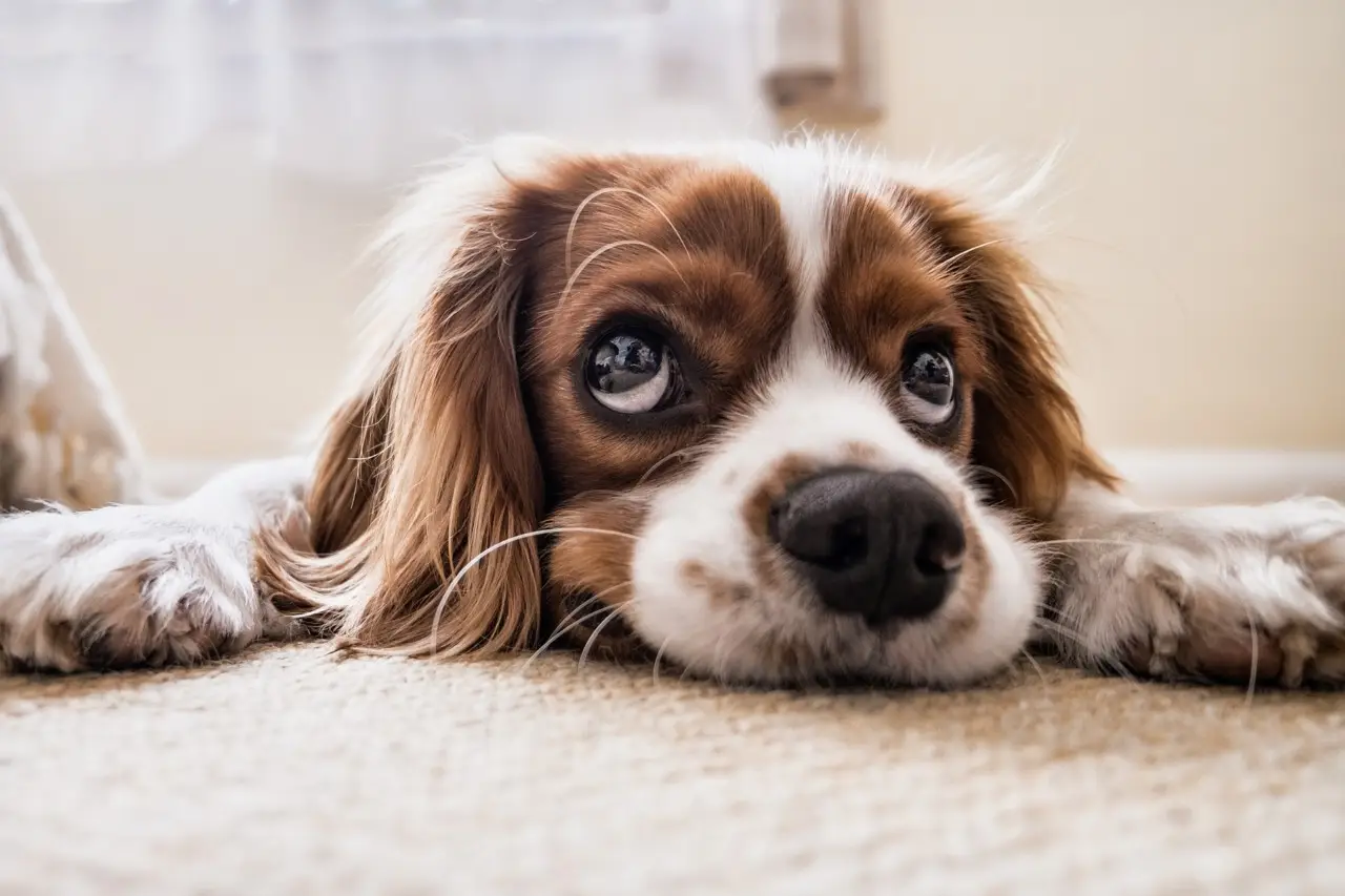 Il metodo efficace per eliminare i peli di animale dai tessuti: la soluzione raccomandata dagli allergologi Il metodo efficace per eliminare i peli di animale dai tessuti: la soluzione raccomandata dagli allergologi