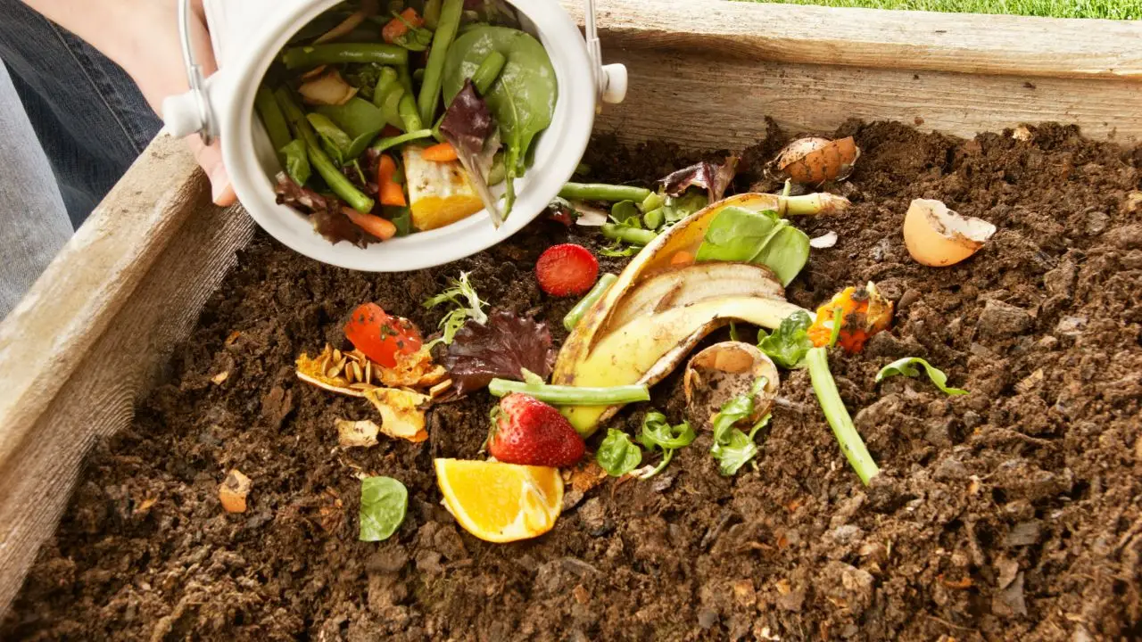Come eliminare la puzza dal bidone dell’umido: il metodo più efficace per l’estate Come eliminare la puzza dal bidone dell’umido: il metodo più efficace per l’estate